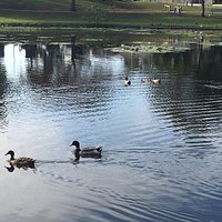 The goose ponds and some of its ducks