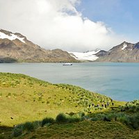 Fortuna Bay (South Georgia): All You Need to Know BEFORE You Go