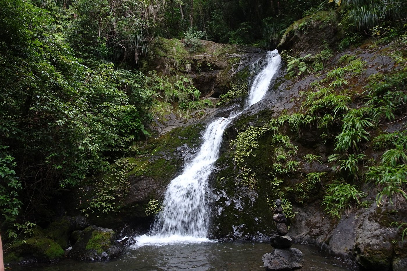 Waipoua Forest, New Zealand 2024: Best Places to Visit - Tripadvisor