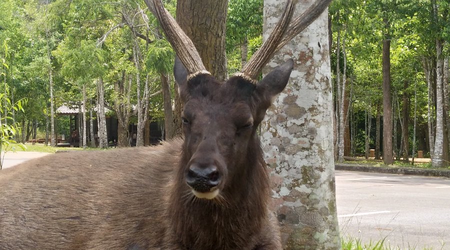 A male Sambar Deer 