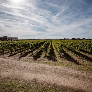 super tuscan winery tour