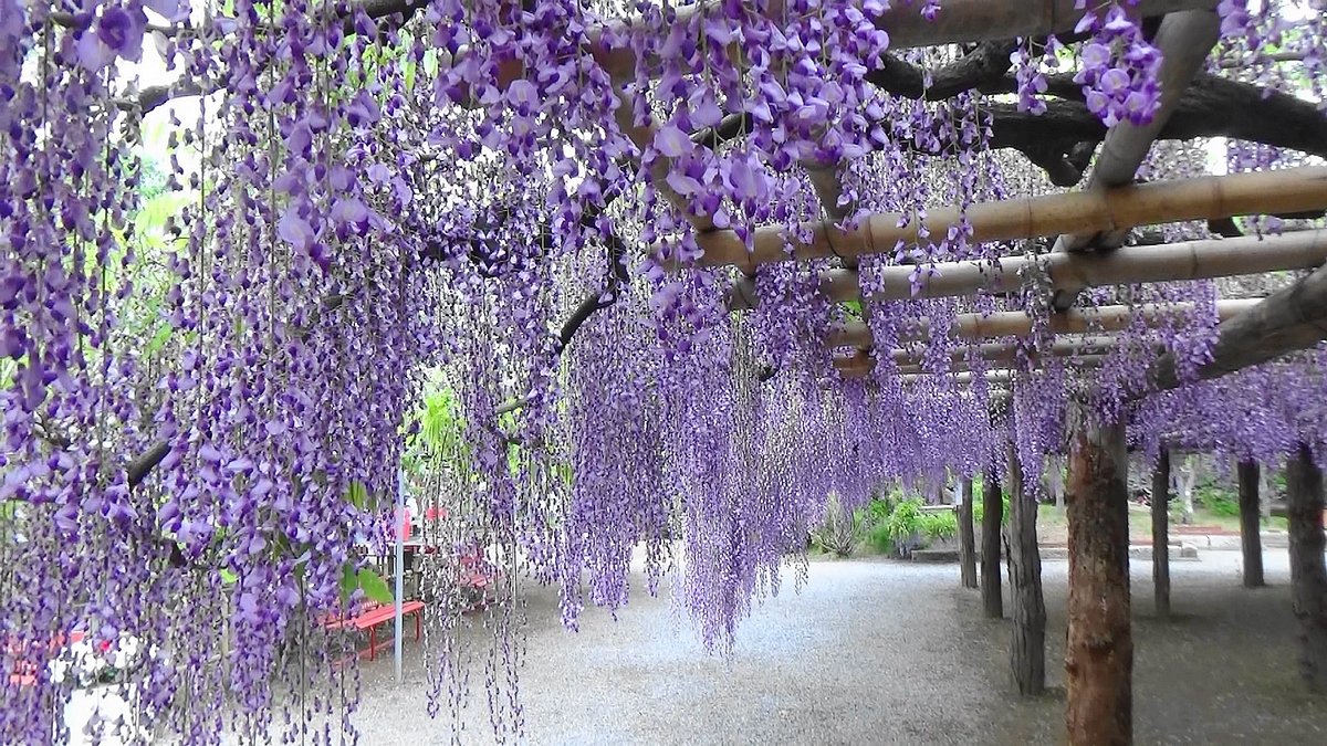 22年 牛島の藤 藤花園 行く前に 見どころをチェック トリップアドバイザー