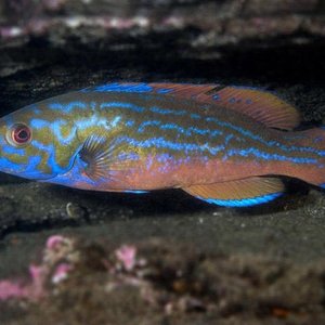 IKAn