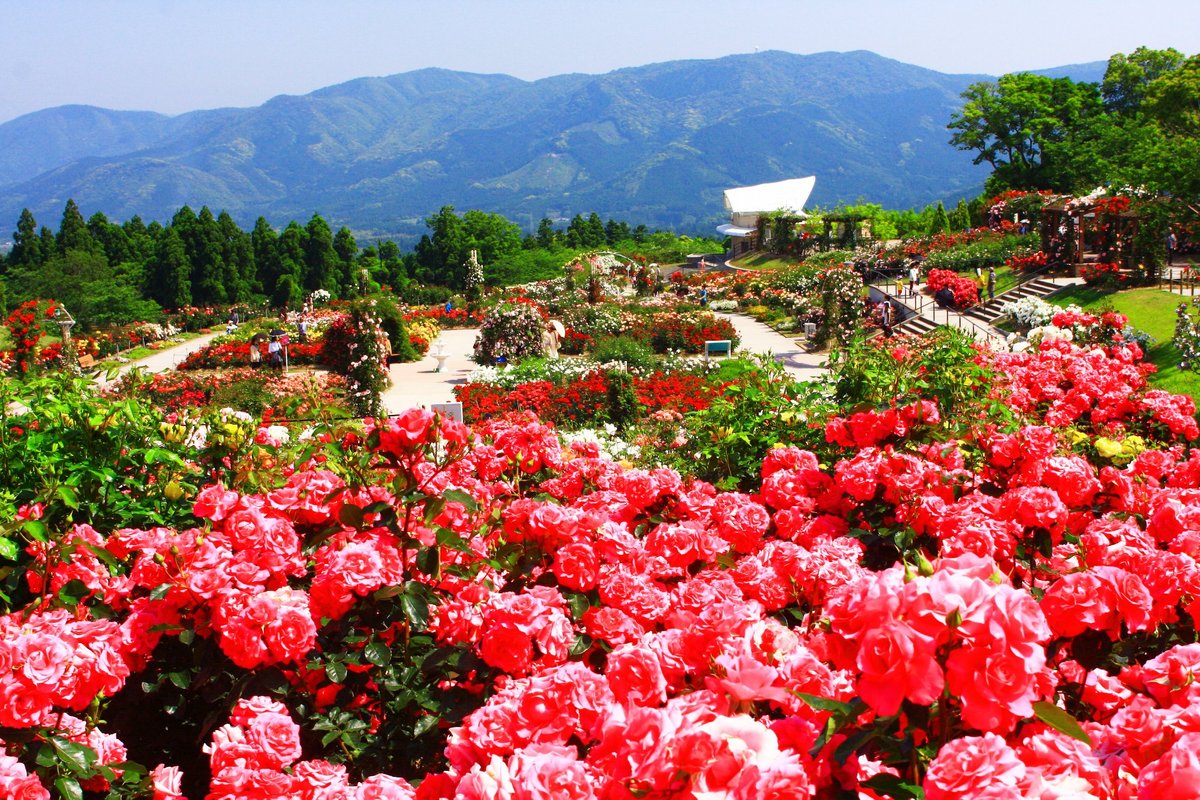 Kanoya Rose Garden Ce Qu Il Faut Savoir Pour Votre Visite 22