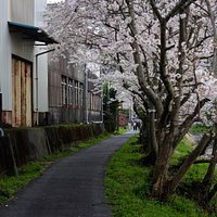 勝間田川:さくら並木