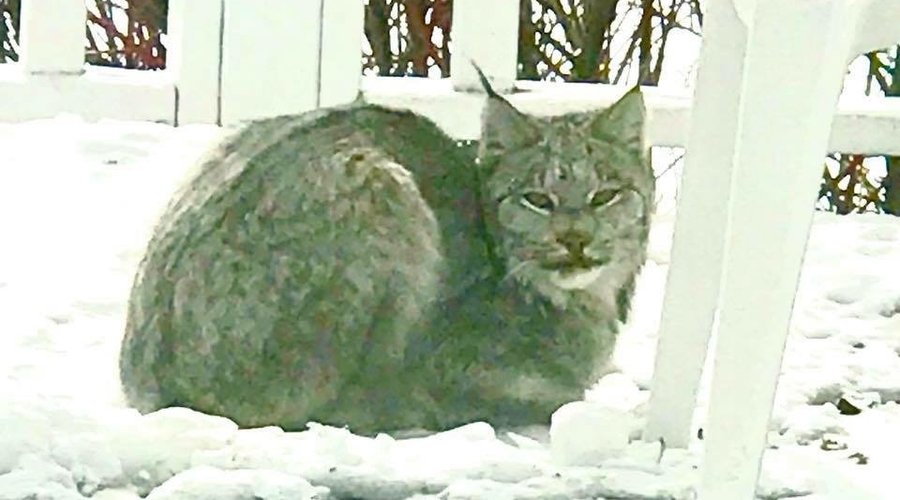 A drop inn visitor on the deck