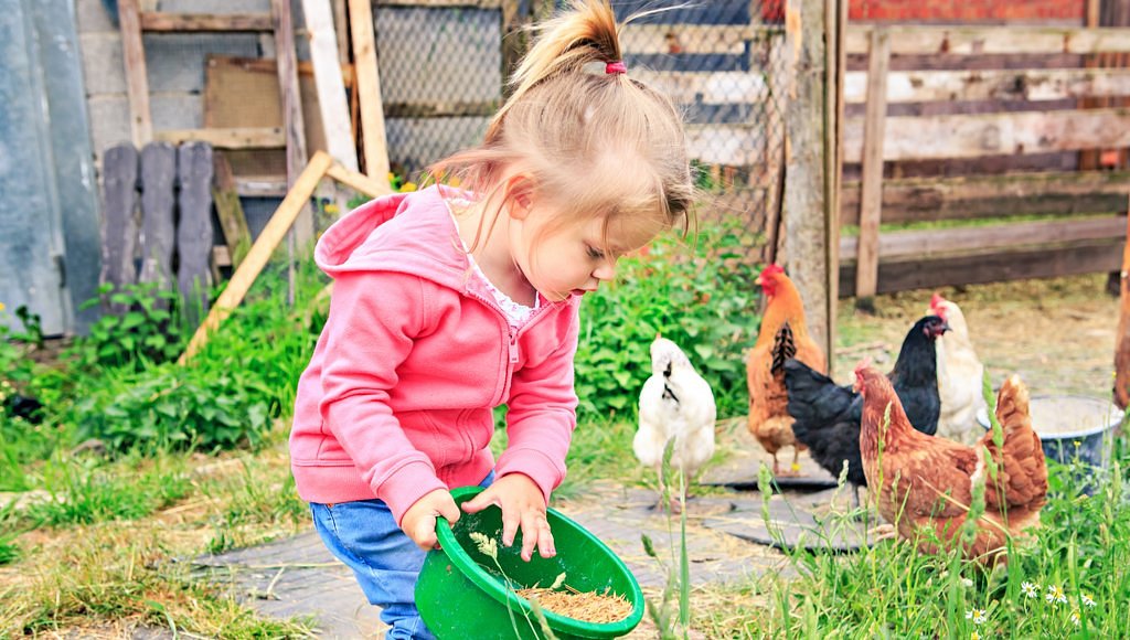 Картина дети кормят курицу. Фотосессия с цыплятами. Девочка кормит цыплят. Цыпленок девочка. Фотосессия с цыплятами и детьми.