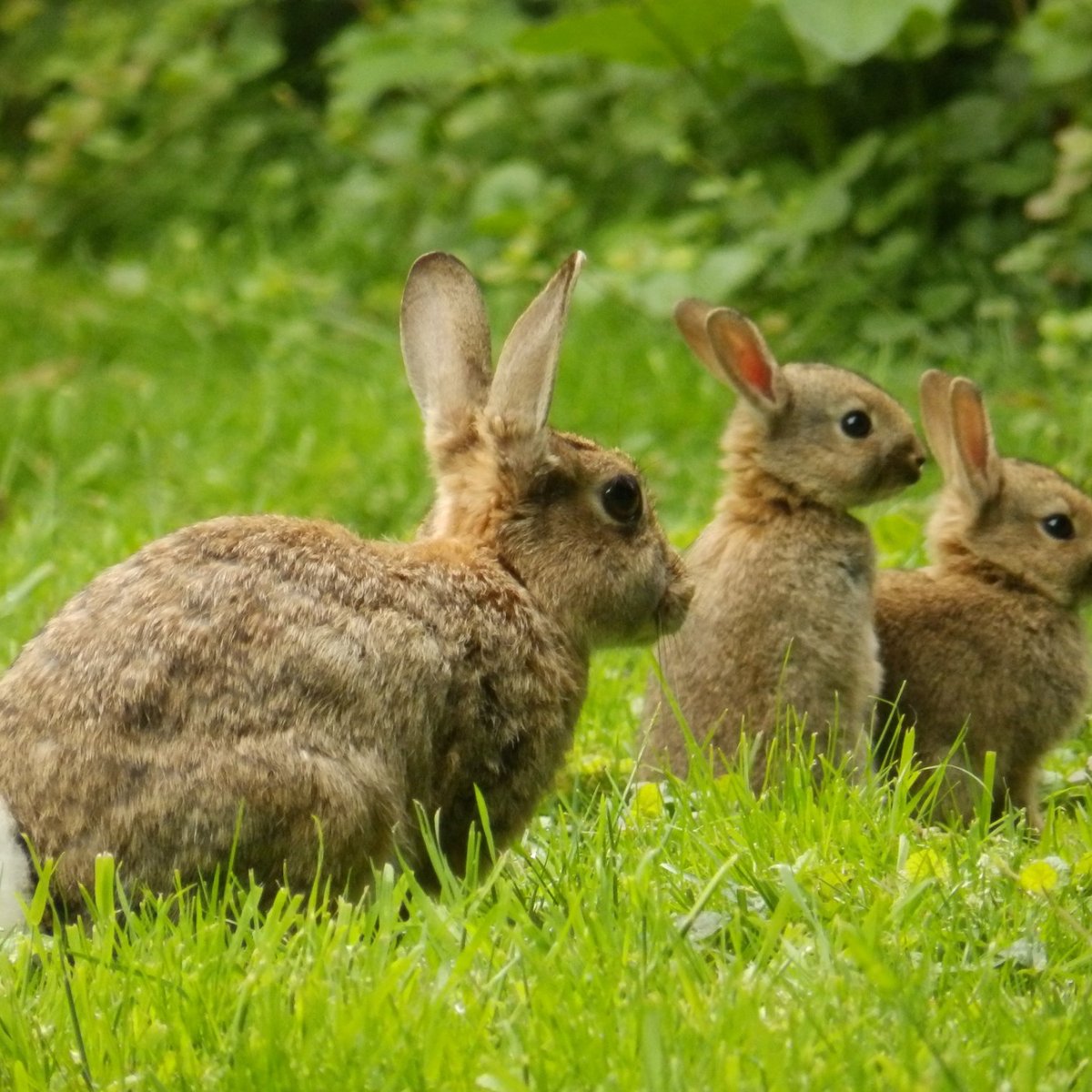 Tudeley Woods - All You Need to Know BEFORE You Go (with Photos)