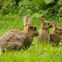Bunnies
