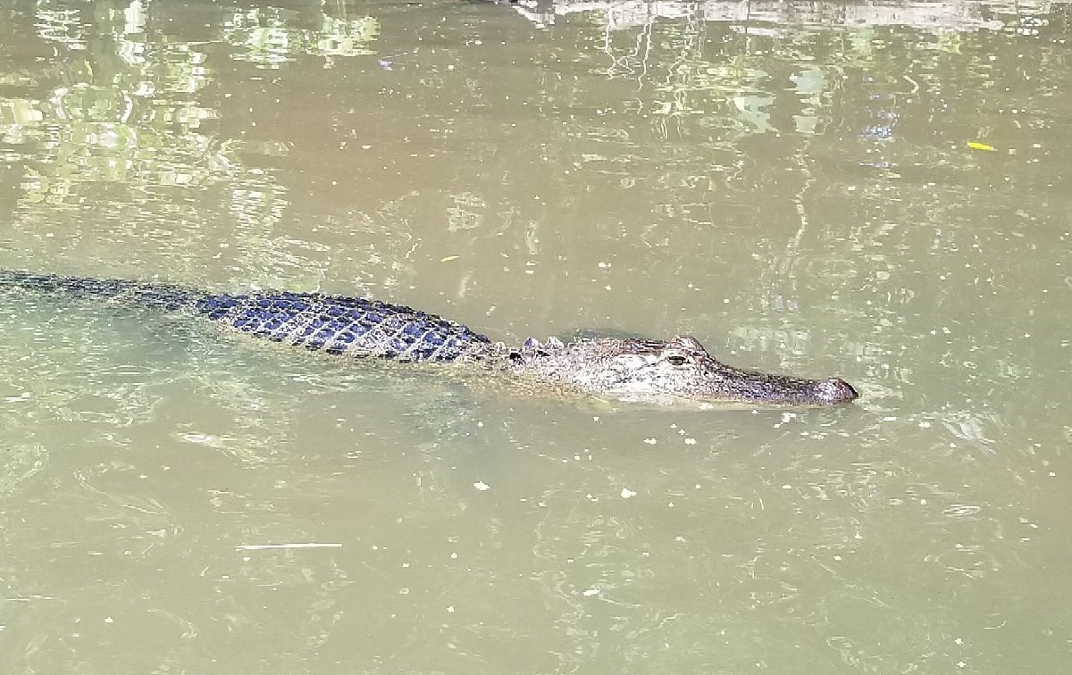 swamp tour new orleans reviews