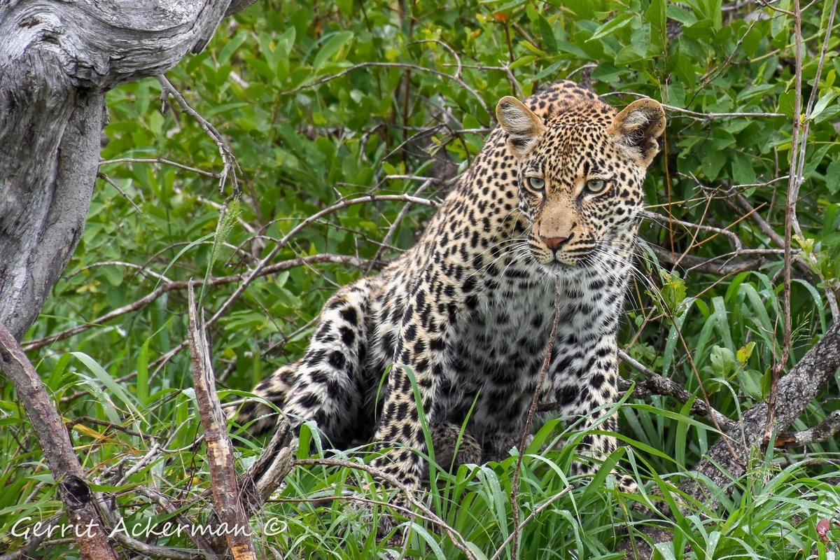 ELEPHANT PLAINS GAME LODGE (Заповедник Саби-Санд) - отзывы, фото и  сравнение цен - Tripadvisor