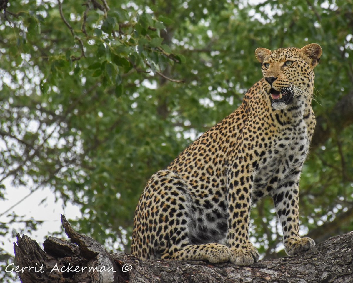 ELEPHANT PLAINS GAME LODGE (Заповедник Саби-Санд) - отзывы, фото и  сравнение цен - Tripadvisor