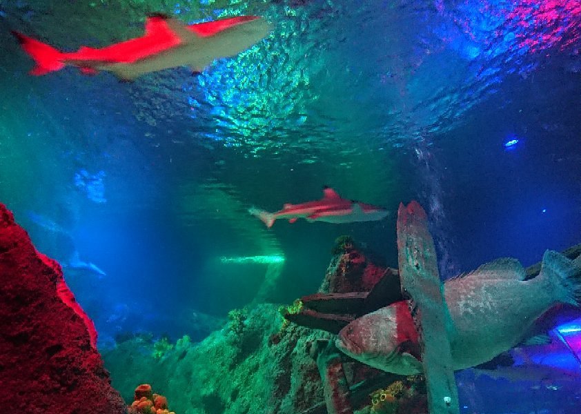 Loch Lomond Sea Life Aquarium image