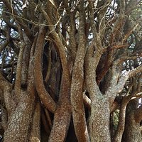 Kupplerbrunn und Kugelfichte