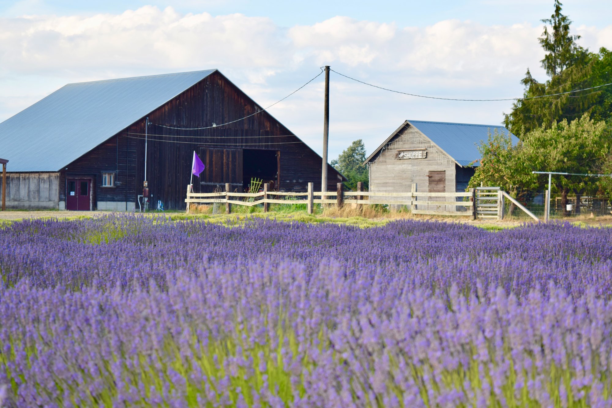 B&B Family Farm (Sequim) - All You Need To Know BEFORE You Go