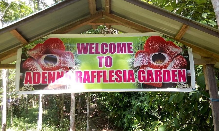 Adenna Rafflesia Garden image