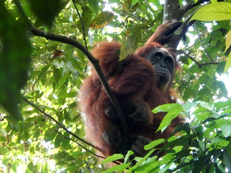 Jungle Trekking Sumatra - All You Need to Know BEFORE You Go (2024)