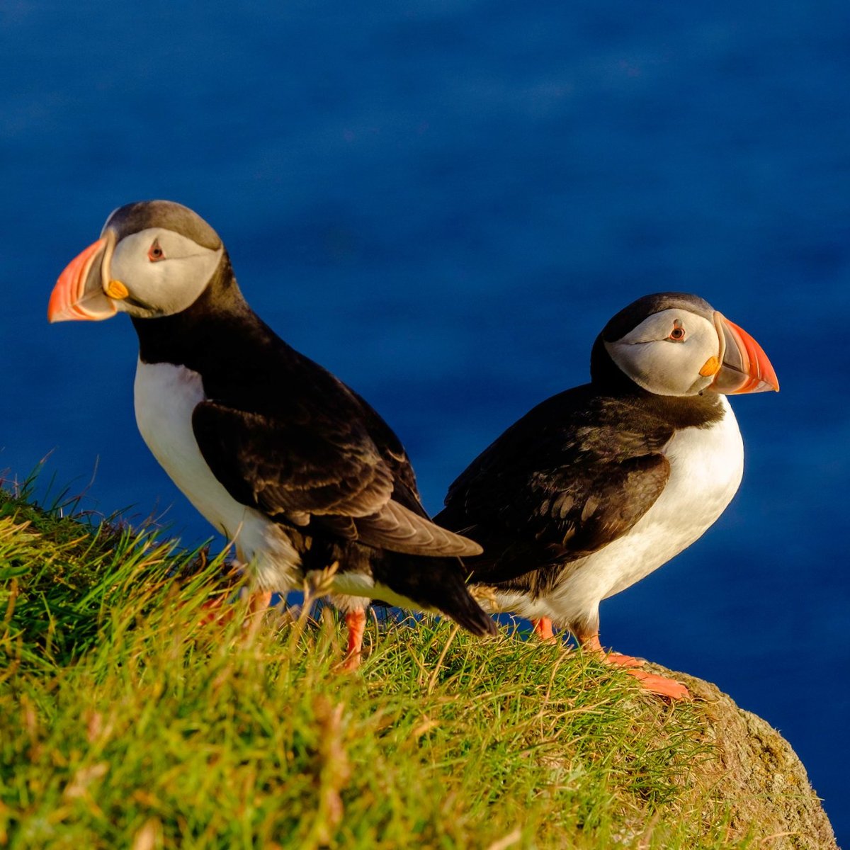 Puffins in Iceland - All You Need to Know About