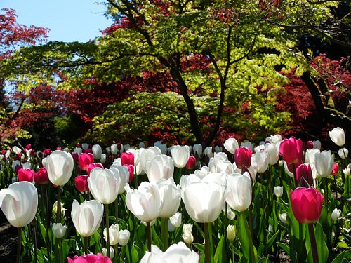 Tulips and maples. Photo credit: Jennifer Cooper
