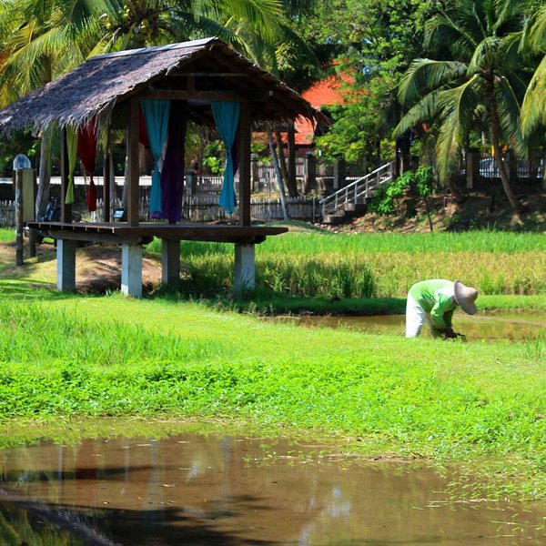 Atma Alam Batik Village Langkawi What To Know Before You Go