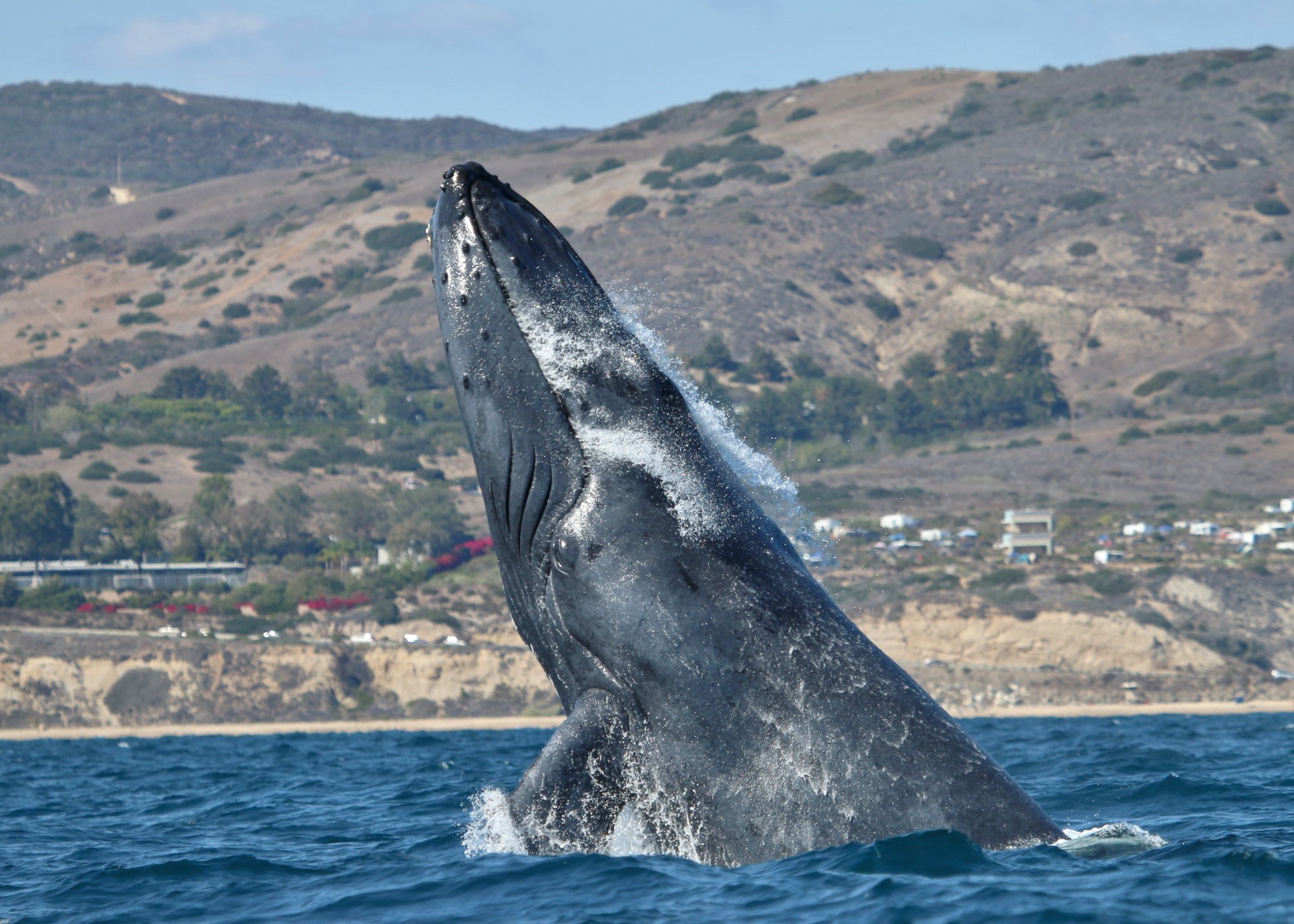 NEWPORT LANDING WHALE WATCHING (Newport Beach): Tutto quello che c'è da