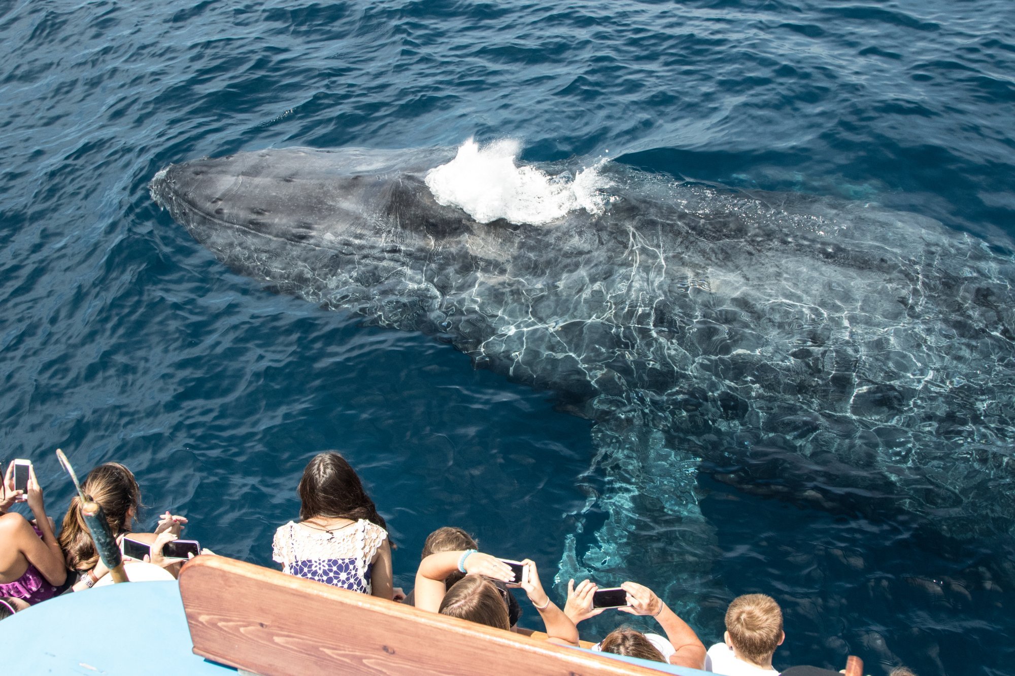 Newport Landing Whale Watching - All You Need to Know BEFORE You Go (2024)