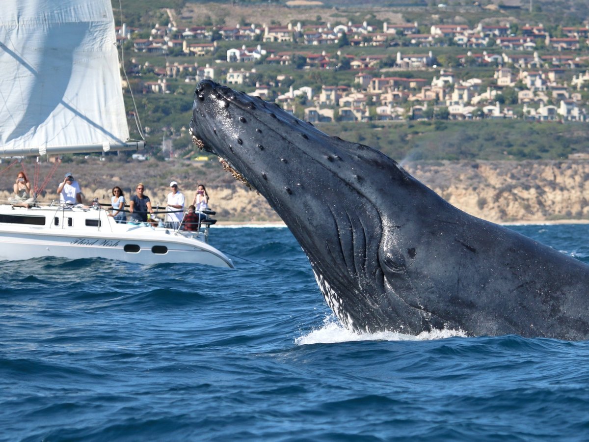 Newport Landing Whale Watching (Newport Beach) - All You Need to Know