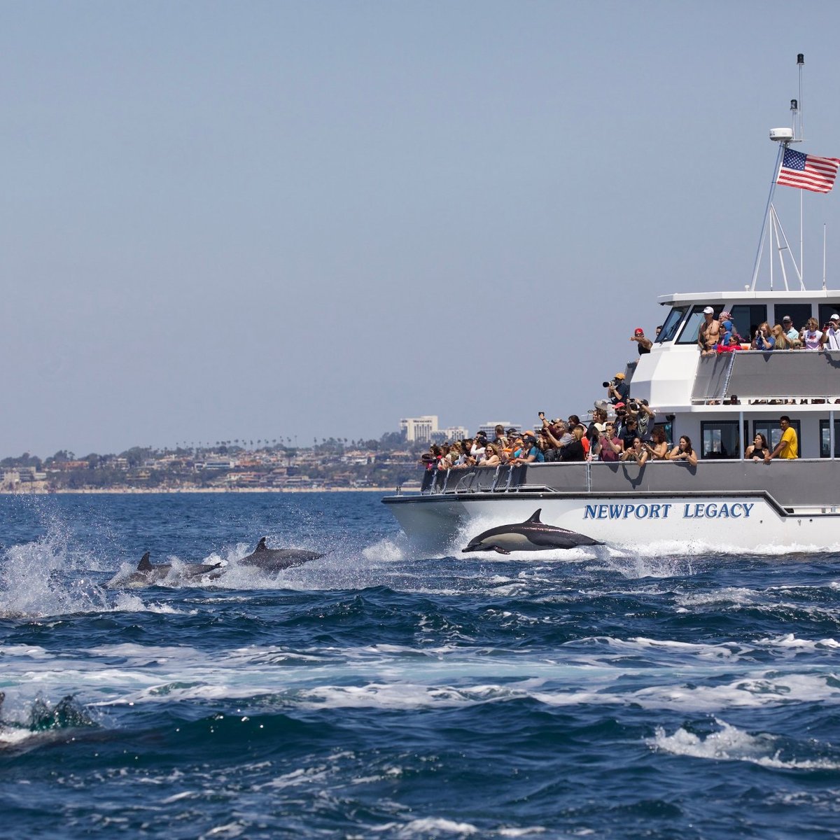 Newport Landing Whale Watching (Newport Beach) - All You Need to Know