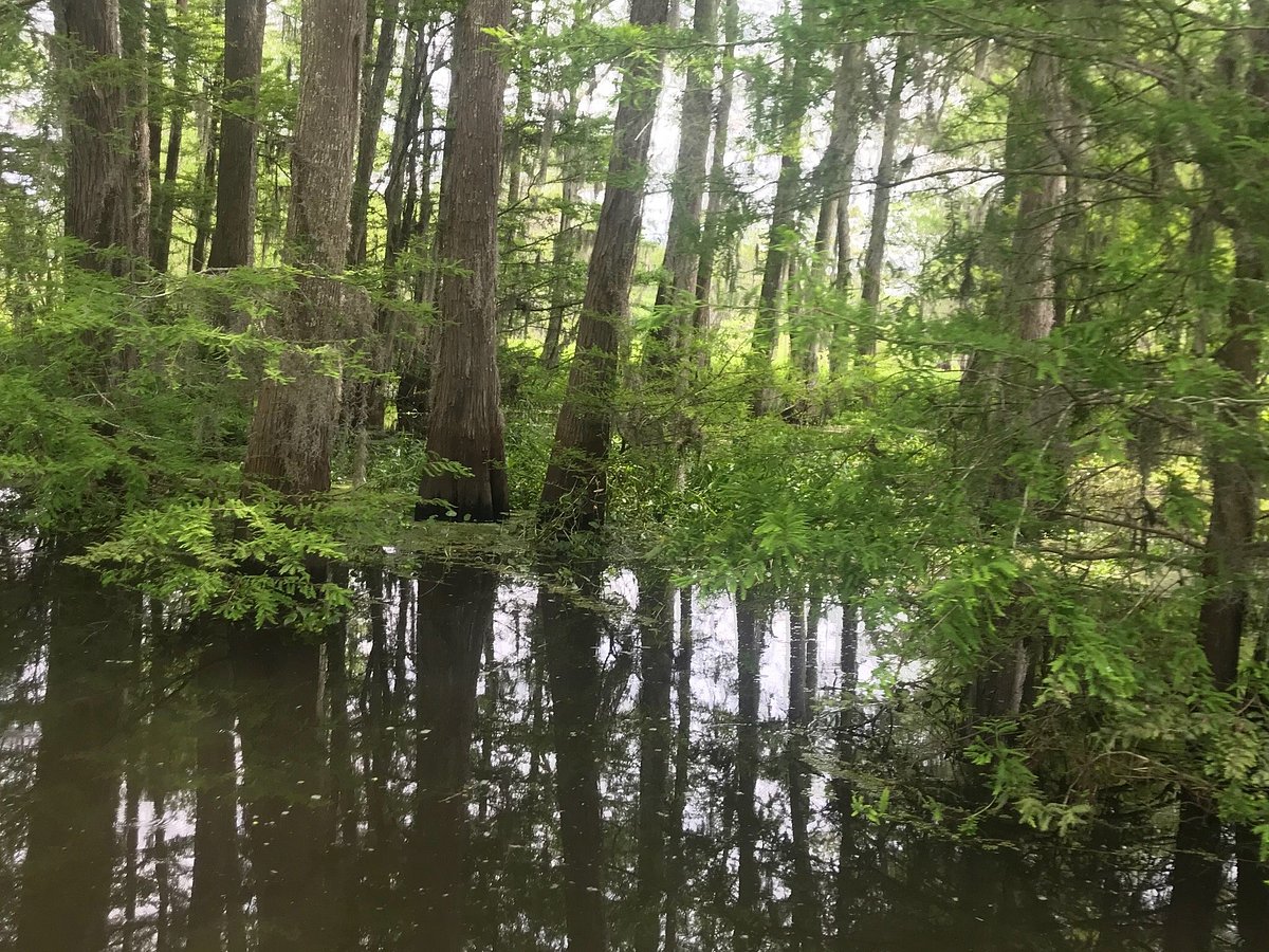 mequet swamp tours