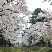 Sakuras overhanging both sides of railway tracks