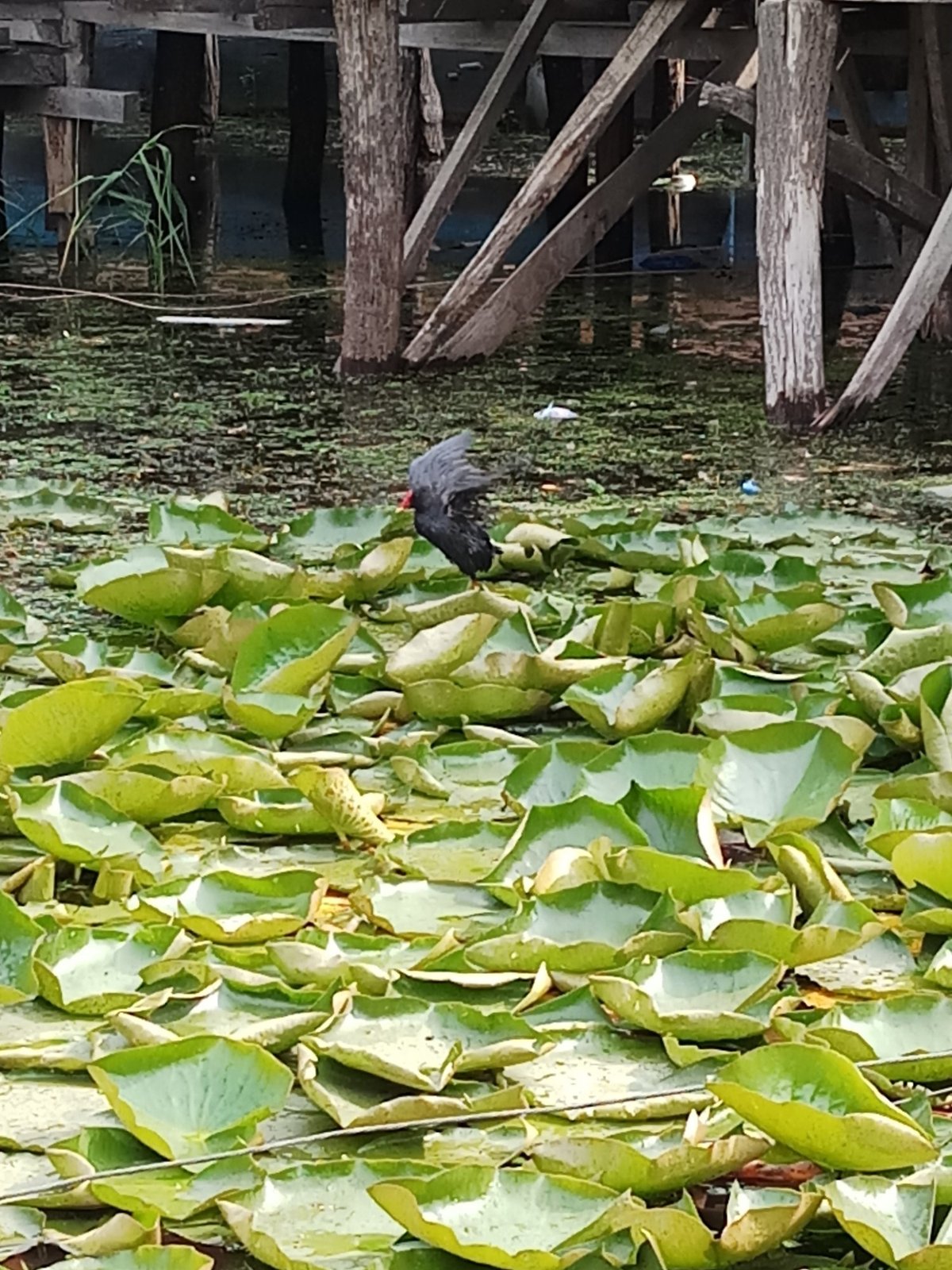 Panzey Houseboat Rooms: Pictures & Reviews - Tripadvisor