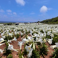 一大遍的百合花