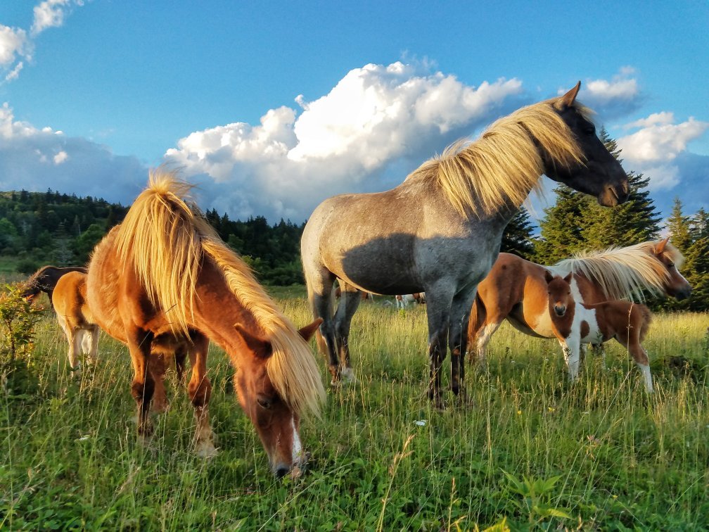 Grayson highlands clearance horse camp