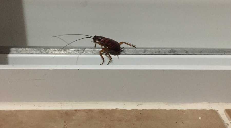 Random cockroach in bathroom