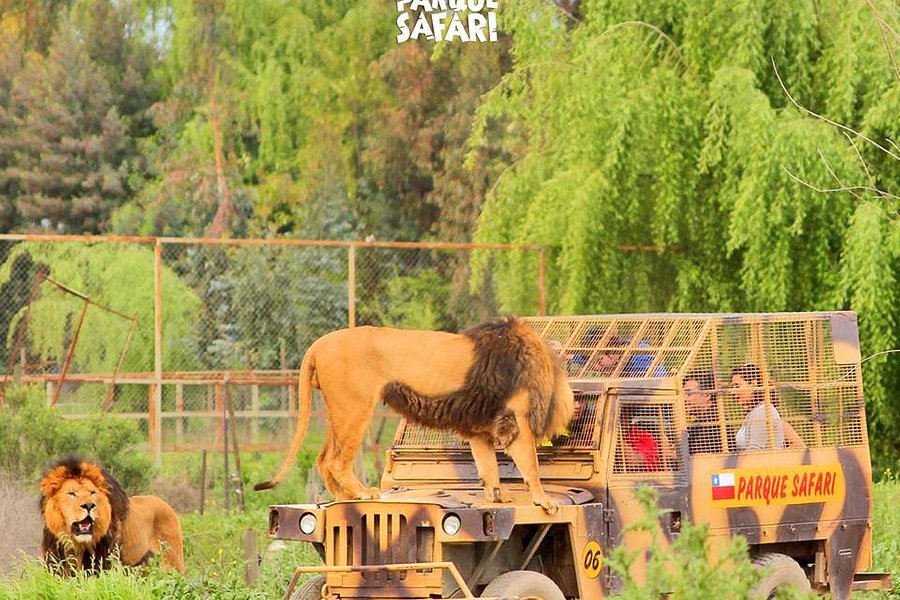 entradas al safari rancagua