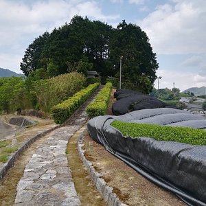 Matcha Production Set  Kyoto Obubu Tea Farms