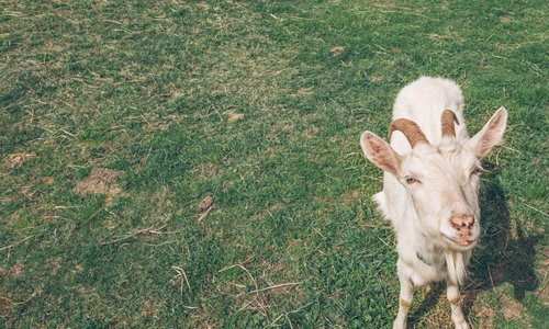 Lots of local farms and horse ranches, goat cheese makers, and artisans