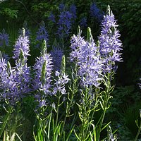 camassia
