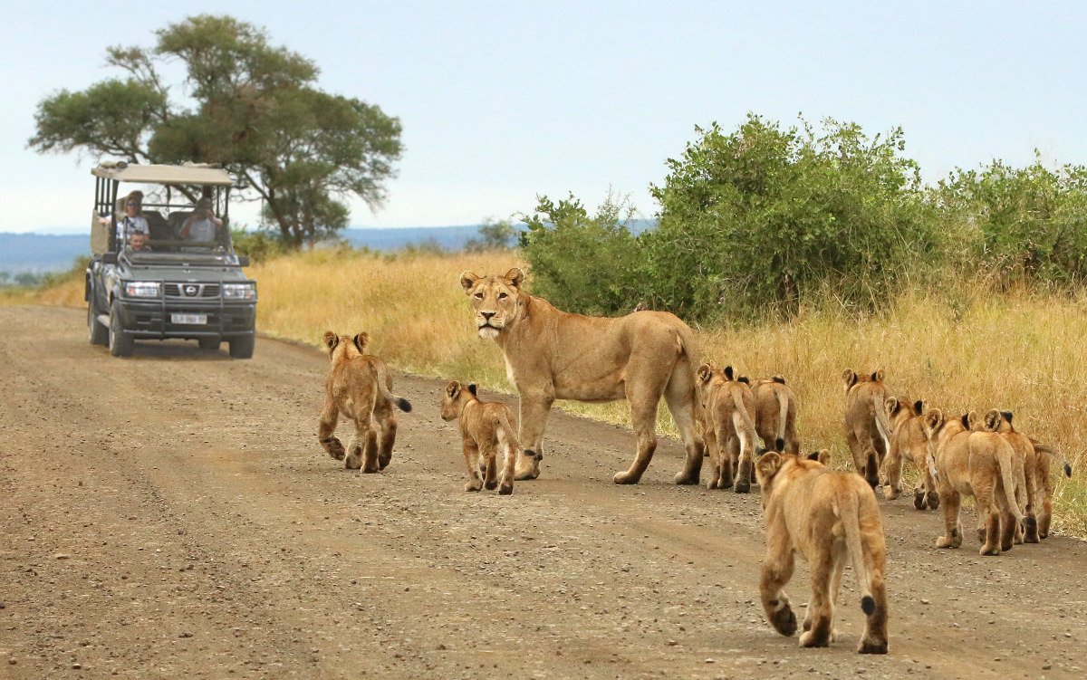 Wild Wings Safaris (Krüger-Nationalpark) - Lohnt Es Sich? (Mit Fotos)