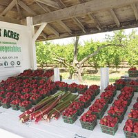 strawberry & rhubarb