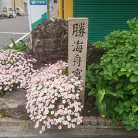 綺麗な花に囲まれてます。