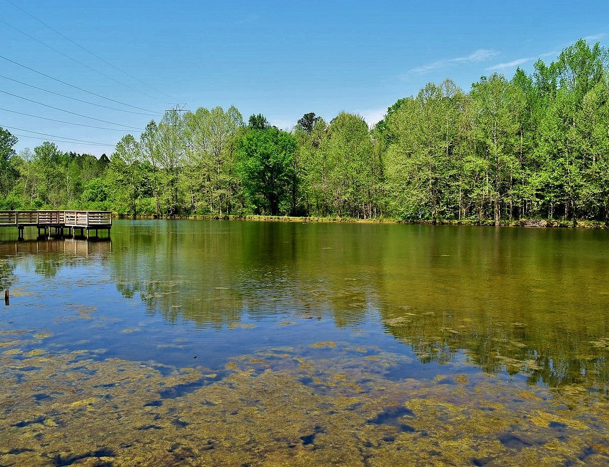 brumley forest mtb