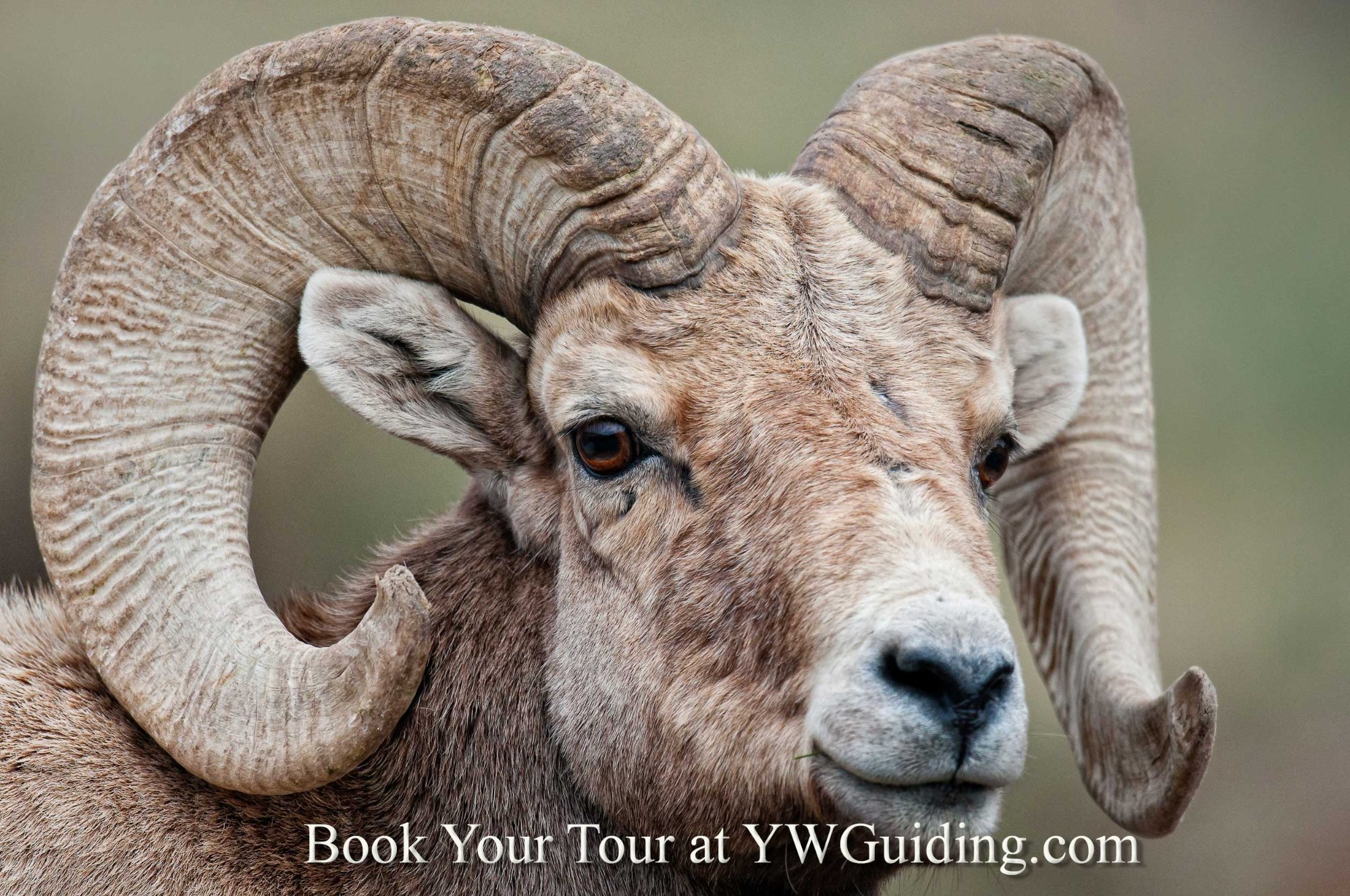 Yellow Wood Guiding (Estes Park) - All You Need to Know BEFORE You Go