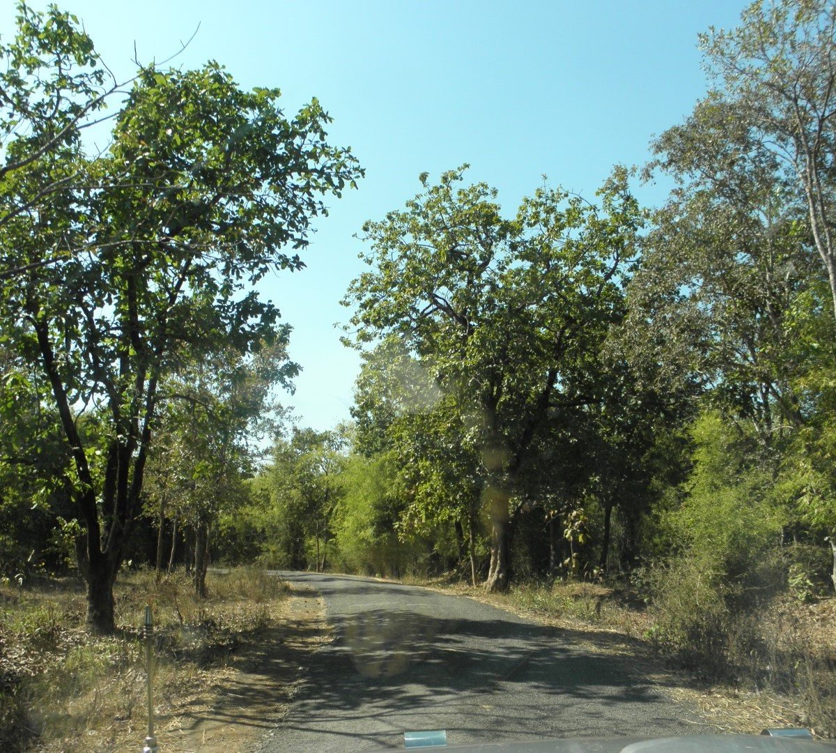 KOKA WILDLIFE SANCTUARY (Bhandara) - All You Need to Know BEFORE You Go