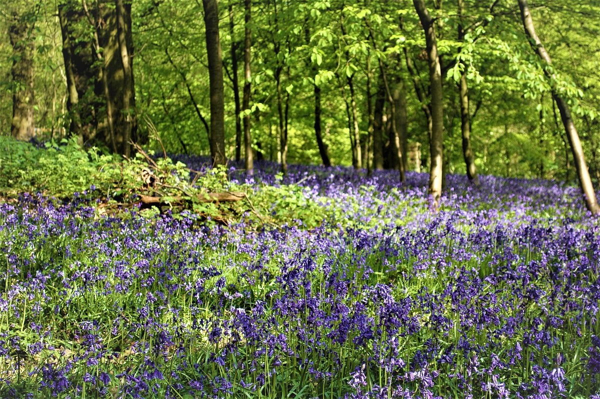 Bluebells in bloom