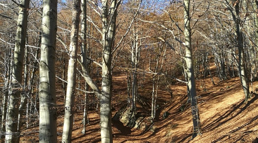 Bosco in autunno