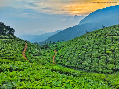 10 places to visit in munnar