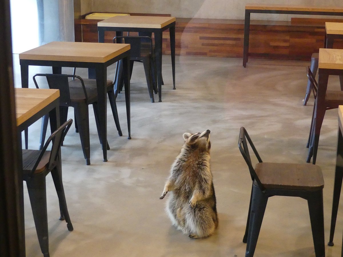 Raccoon cafe