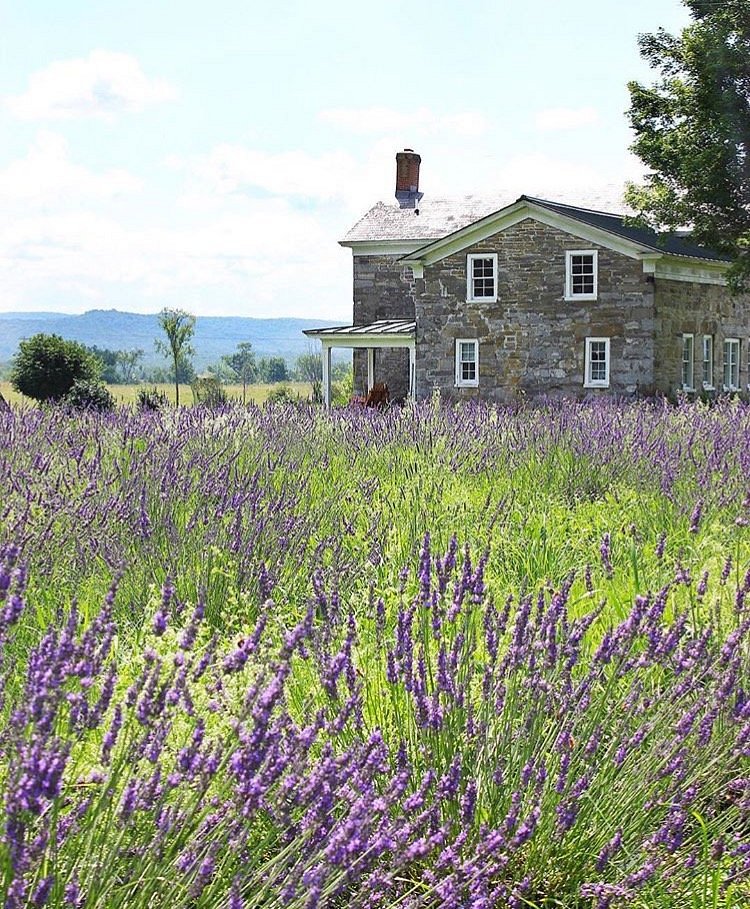 Lavender Bud Sachet - Lavenlair Farm