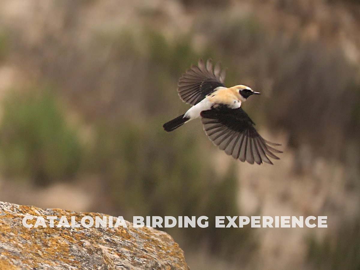 10 lieux incontournables pour l'observation des oiseaux en Catalogne -  Catalunya Experience